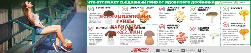 ссылка на мегу вход  Будённовск  Псилоцибиновые грибы Psilocybine cubensis 